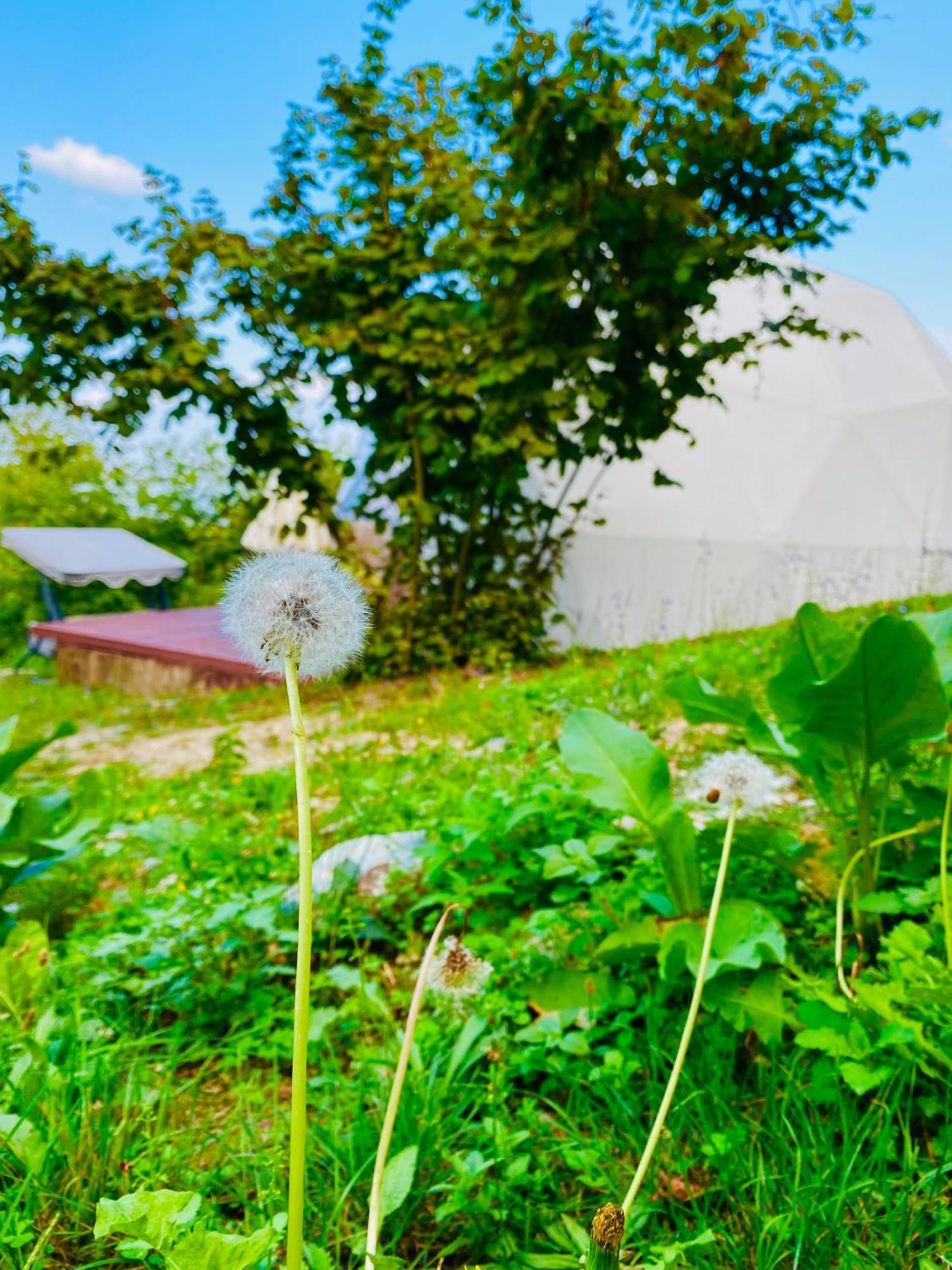 Phalesia Glamping Otel Sapanca Extérieur photo